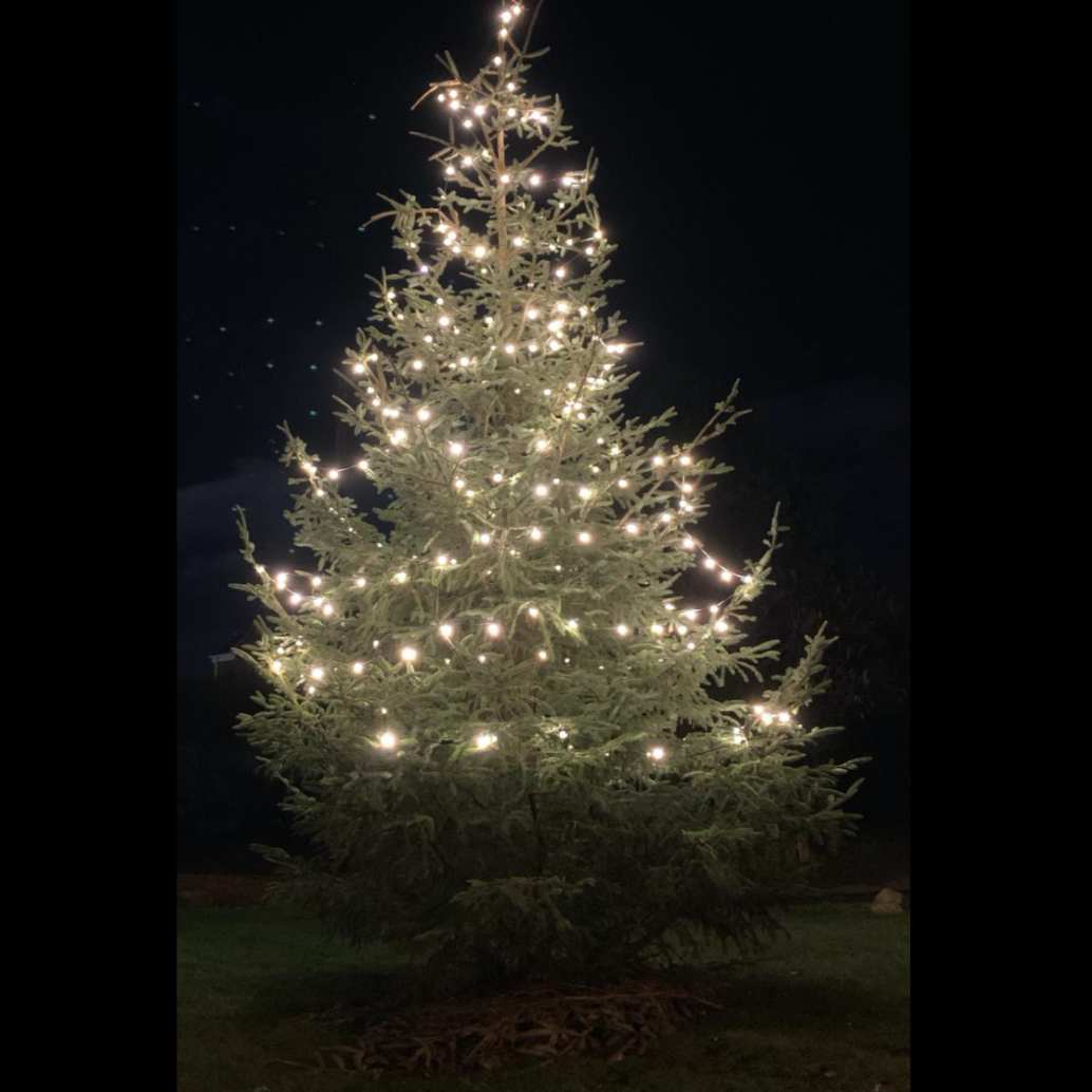 A Christmas tree outdoors at night, decorated with glowing white fairy lights.
