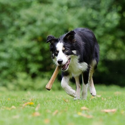 border-collie-750593_640