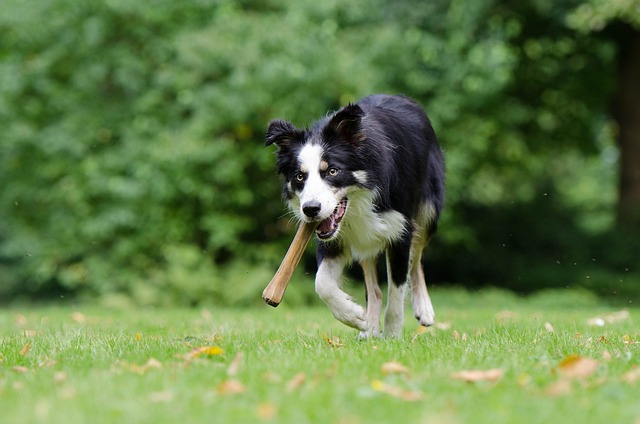 border-collie-750593_640