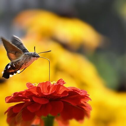 hummingbird-hawk-moth-7379059_640