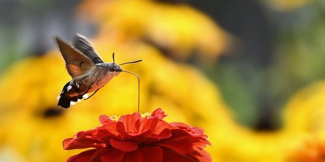 hummingbird-hawk-moth-7379059_640