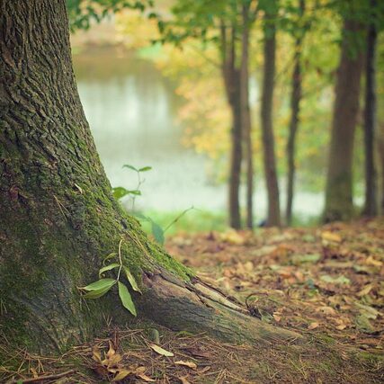 tree-569275_640