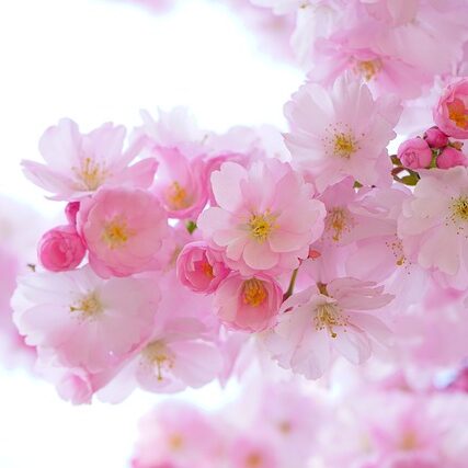 pink-324175_640